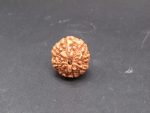 8 Mukhi lab Rudraksha