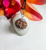 9 Mukhi Rudraksha