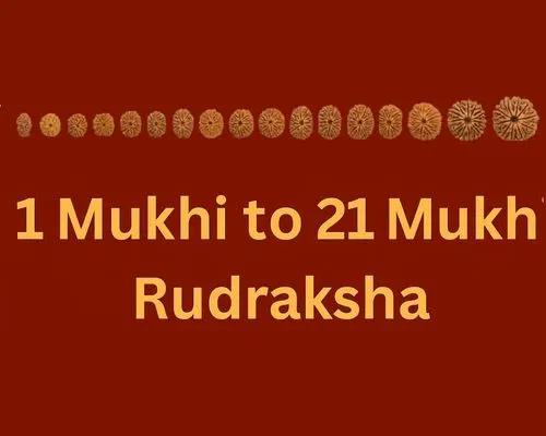1 to 21 mukhi rudraksha