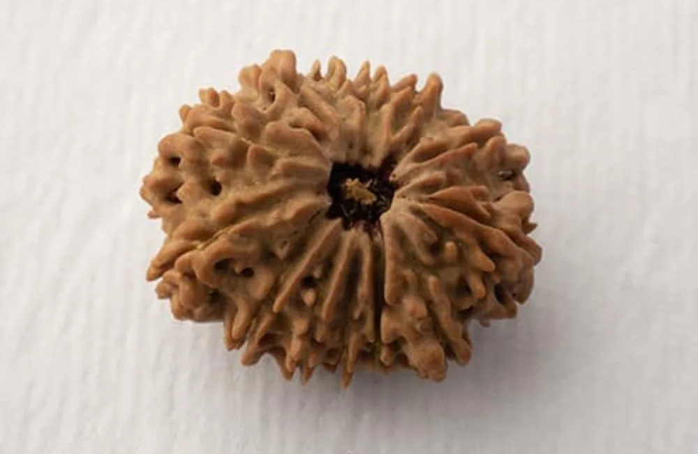 11 Mukhi Rudraksha