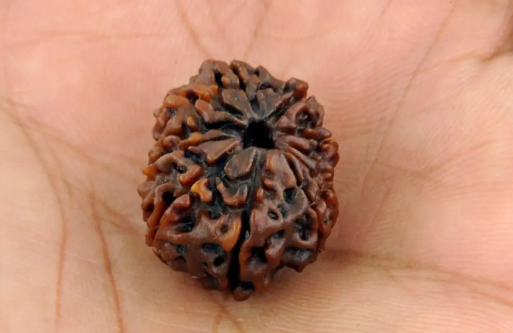 11 Mukhi Rudraksha
