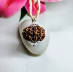 12 Mukhi Rudraksha