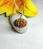 12 Mukhi Rudraksha