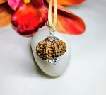 12 Mukhi Rudraksha