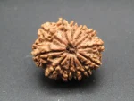 12 Mukhi lab Rudraksha