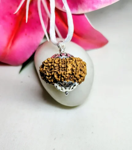 13 Mukhi Rudraksha