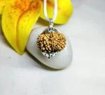 13 Mukhi Rudraksha