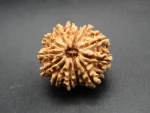 13 Mukhi lab Rudraksha