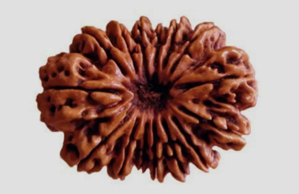15 Mukhi Rudraksha