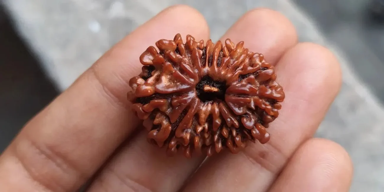 15 Mukhi Rudraksha