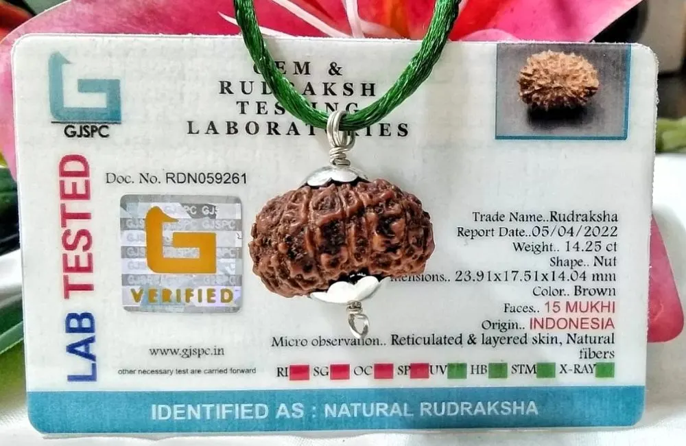 15 Mukhi Rudraksha
