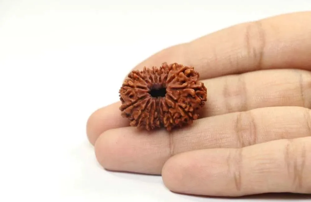 15 Mukhi Rudraksha