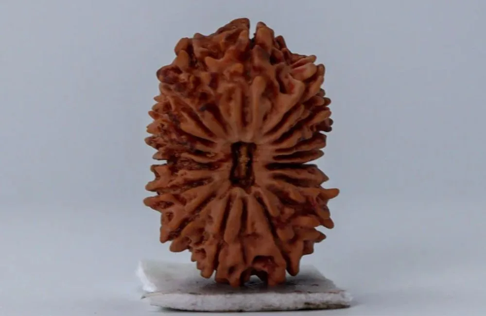 17 Mukhi Indonesian Rudraksha
