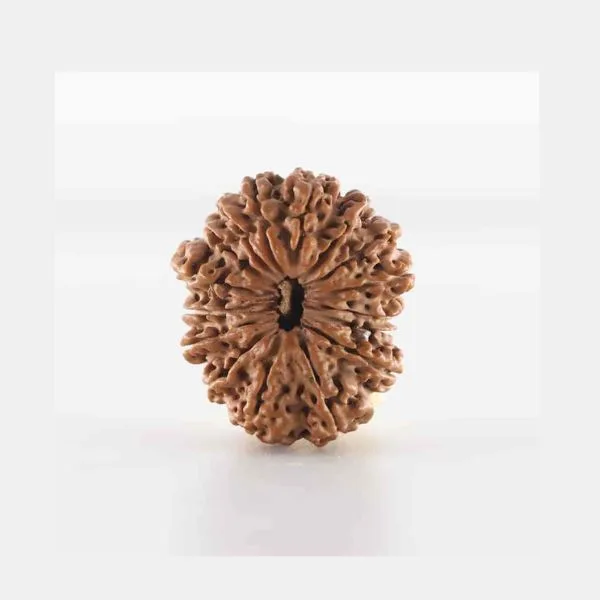 17 mukhi rudraksha indonesia