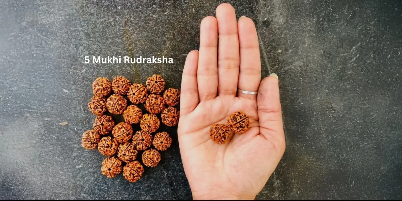5 Mukhi Rudraksha
