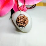 6 Mukhi Rudraksha
