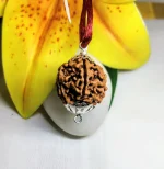 6 Mukhi Rudraksha
