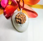 6 Mukhi Rudraksha