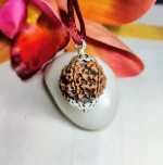 6 Mukhi Rudraksha