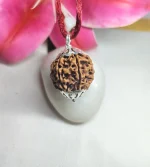 6 Mukhi Rudraksha
