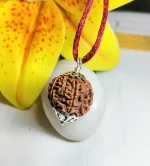 6 Mukhi Rudraksha