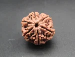 6 Mukhi lab Rudraksha