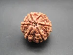 6 Mukhi lab Rudraksha