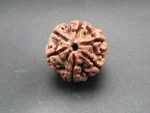 6 Mukhi lab Rudraksha