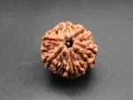 6 Mukhi lab Rudraksha