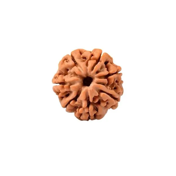 7 mukhi rudraksha