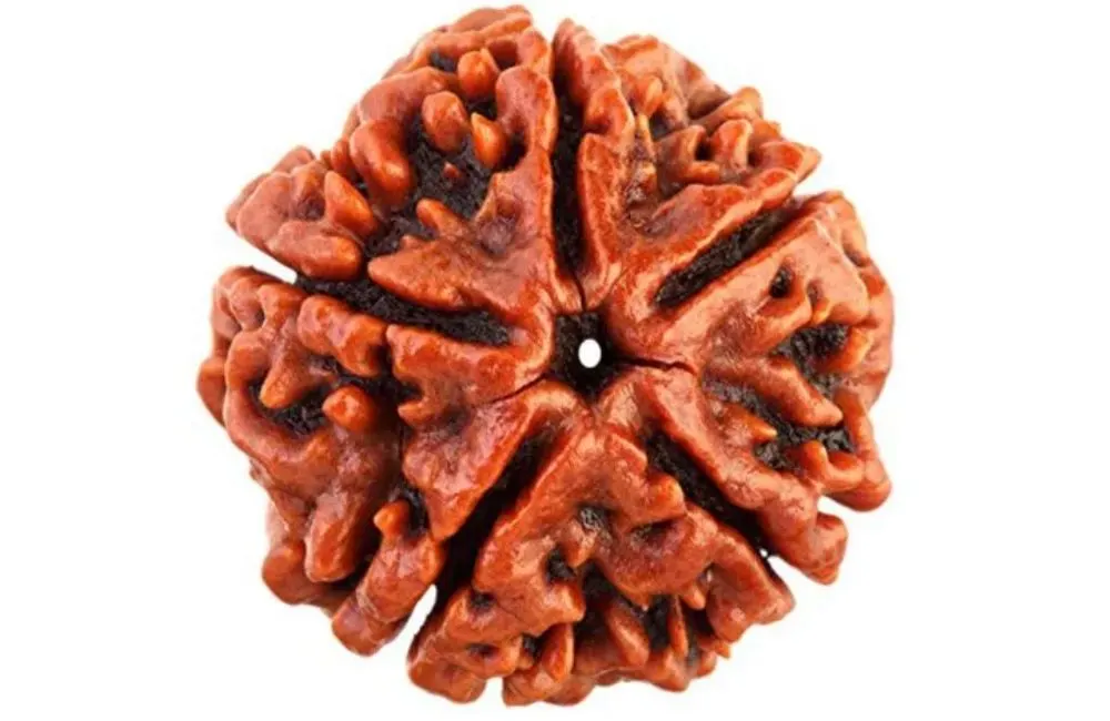5 Mukhi Rudraksha
