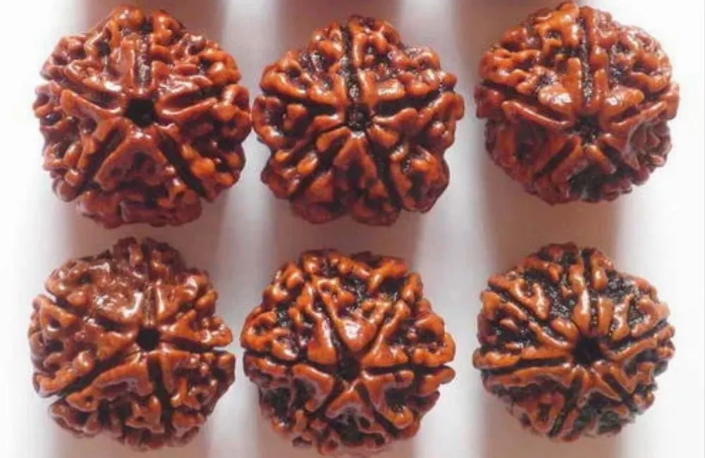 5 Mukhi Rudraksha