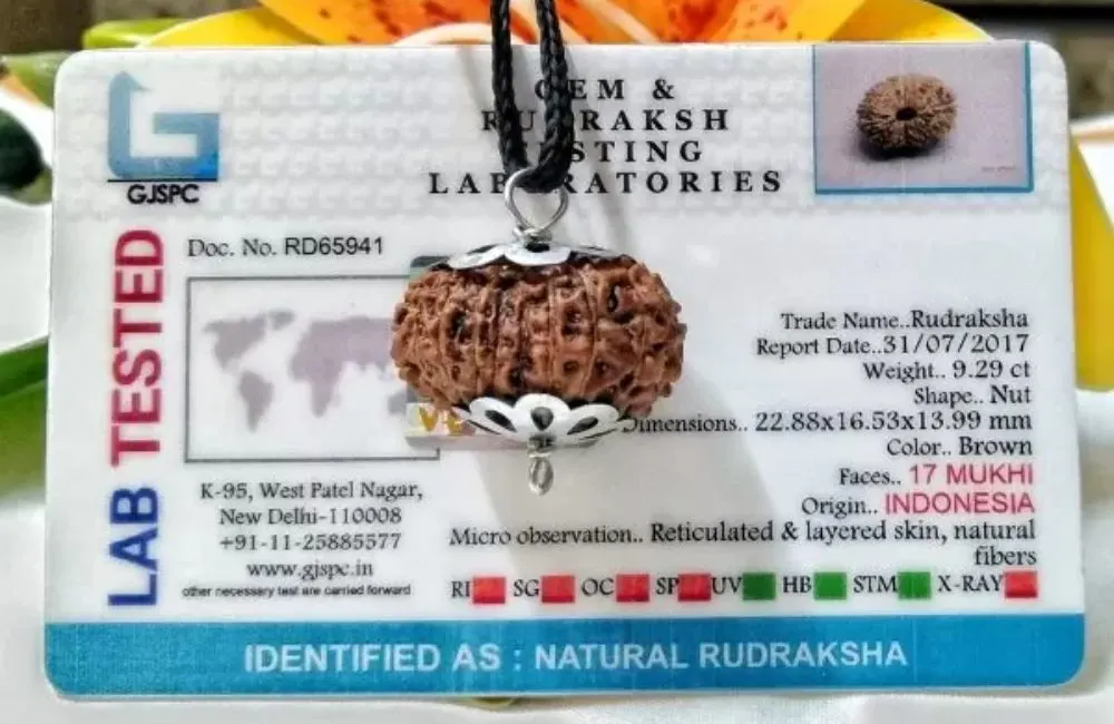 17 Mukhi Indonesian Rudraksha