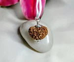 13 Mukhi Rudraksha