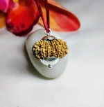 14 Mukhi Rudraksha