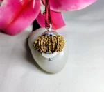 14 Mukhi Rudraksha