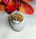 14 Mukhi Rudraksha