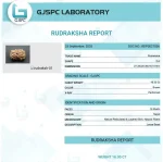 14 Mukhi lab Certificate