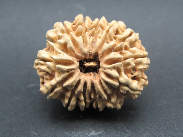14 Mukhi lab Rudraksha 14 Mukhi lab Rudraksha