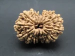 14 Mukhi lab Rudraksha