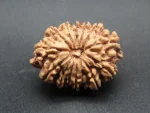 14 Mukhi lab Rudraksha
