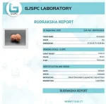 16 Mukhi Certificate