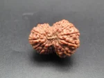 16 Mukhi lab Rudraksha