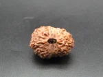 16 Mukhi lab Rudraksha