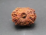 16 Mukhi lab Rudraksha