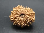 16 Mukhi lab Rudraksha