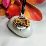 17 Mukhi Rudraksha