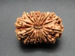17 Mukhi lab Rudraksha