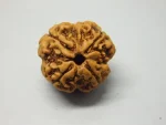 4 Mukhi Rudraksha