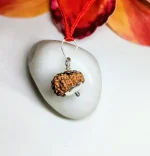 11 Mukhi Rudraksha